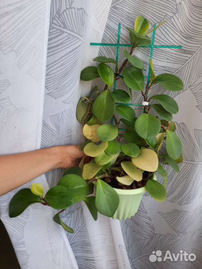 Цветы комнатные разные пеперомия эухариус