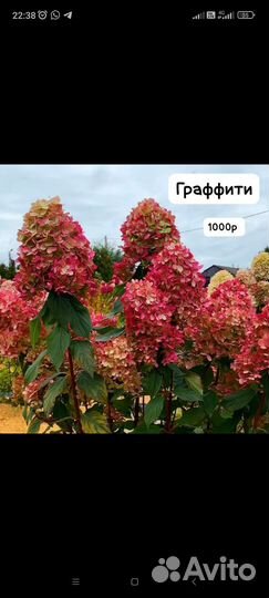 Гортензия