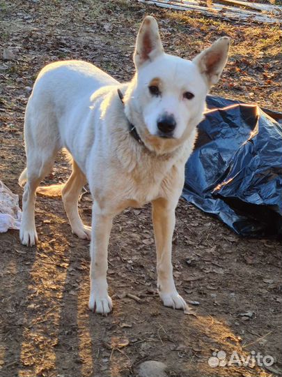 Собаки бесплатно в добрые руки