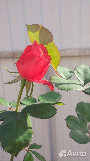 Розы(кусты)