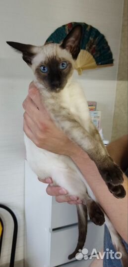 Ориентальный кот
