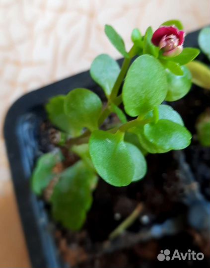 Комнатные цветы