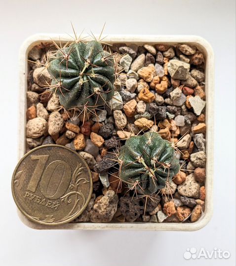 Кактусы лобивия (Lobivia) номерные