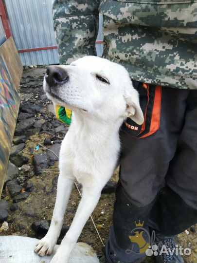 Послушный Ной для самых лучших родителей