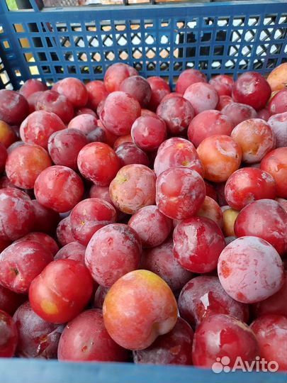 Слива синяя