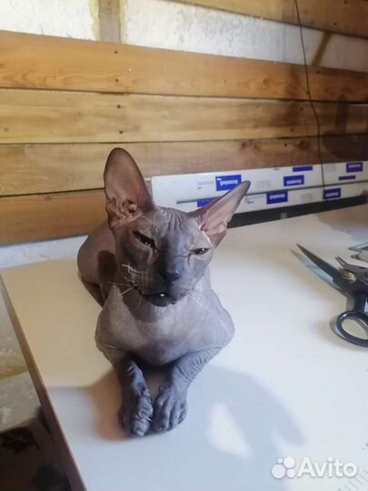 Донской сфинкс