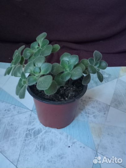 Аихризон дерево любви