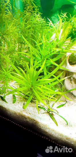 Аквариумные растения обмен на креветок