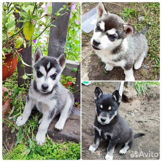 Сибирский хаски