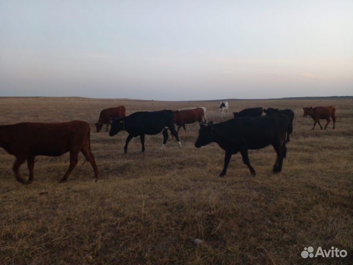 Телки стельные