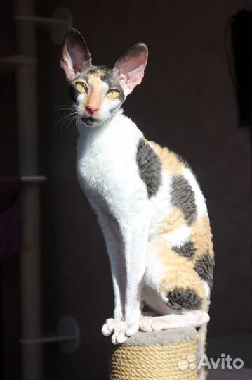 Корниш-рекс