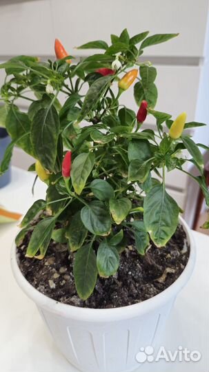 Острый перчик