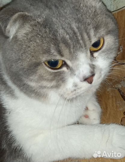 Кошки бесплатно