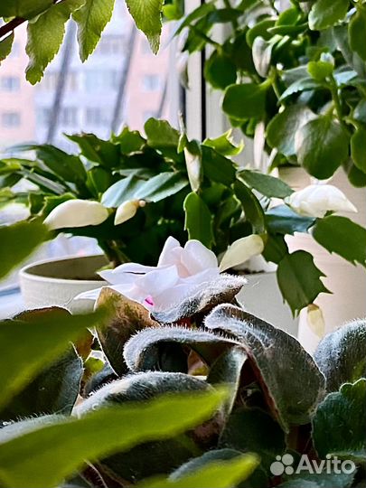 Декабрист Шлюмбергера белый