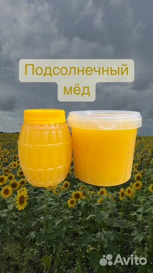Подсолнечный мёд 2023 оптом