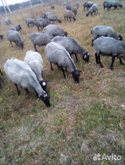 Продаю овец и ярок чистокровной романовской породы