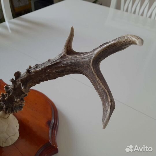 Рога косули