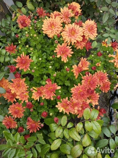 Хризантемы мультифлора
