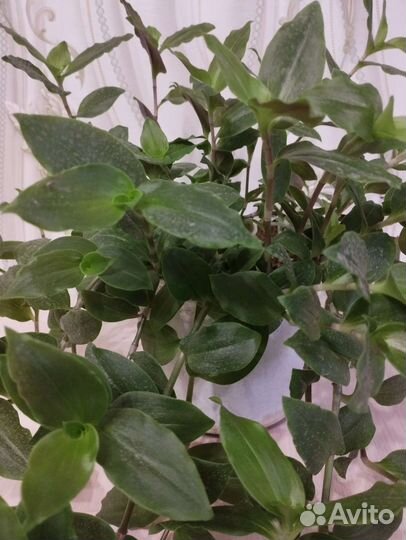 Традесканция 3 вида