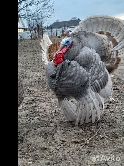 Индюки на разведение. Инкубационное яйцо