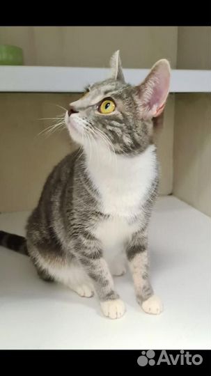 Молодая кисуля в добрые руки