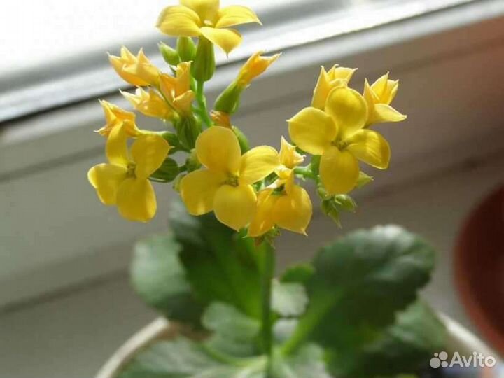 Каланхоэ жёлтый