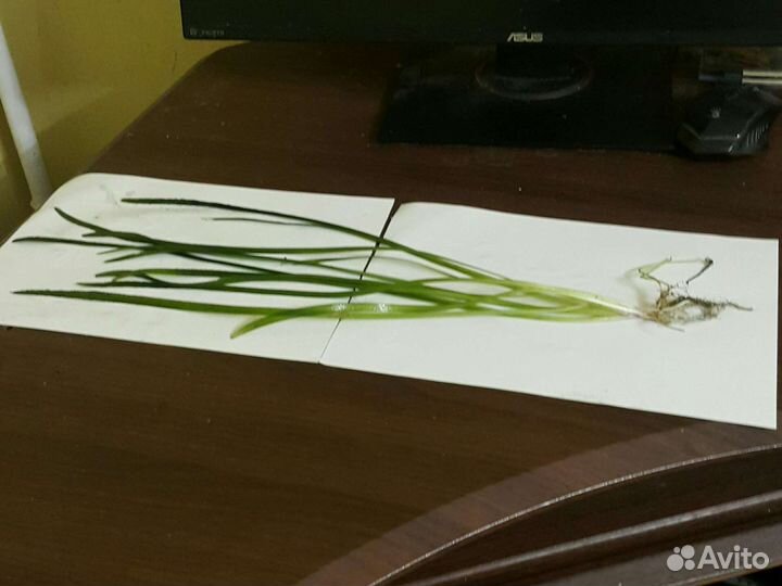 Валлиснерия и креветки в аквариум