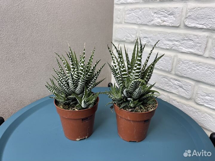 Кактусы и суккуленты хавортия комнатные цветы