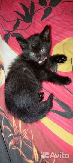 Котята в добрые руки бесплатно приученные к лотку