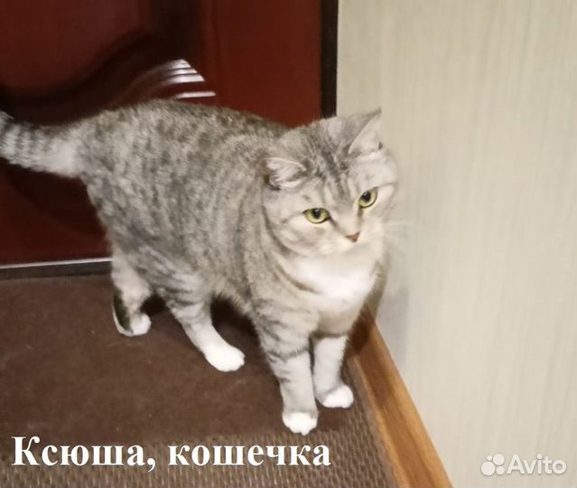 Котик и кошечка в добрые руки
