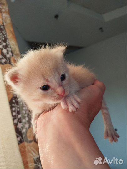 Котенок девочка в добрые руки