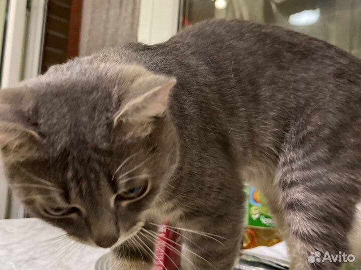 Отдам кота в добрые руки
