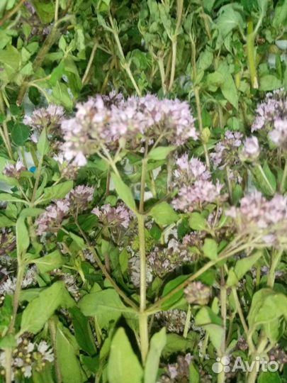 Лекарственные травы