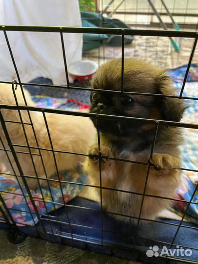 Щенки пекинеса