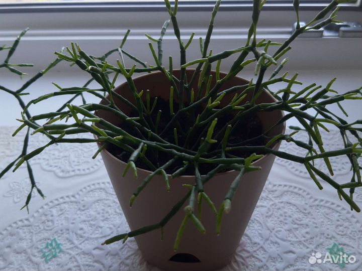 Кактусы и суккуленты