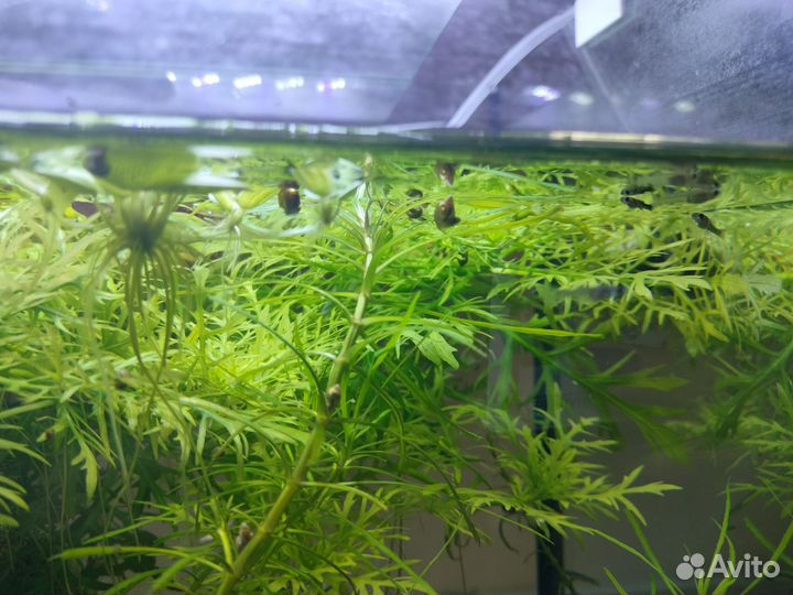 Водоросли для аквариума и рыбки