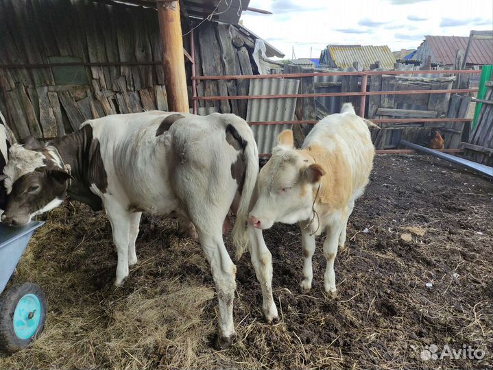 Телята бычки