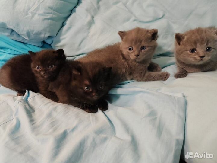 Котята в добрые руки 1 месяц