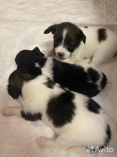 Щенки папийона