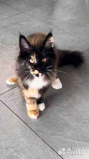 Мейн-кун девочка