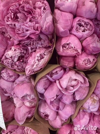 Пионы с доставкой