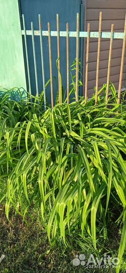 Высокие лилейники и ирисы