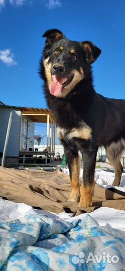 Метис бордер колли в семью