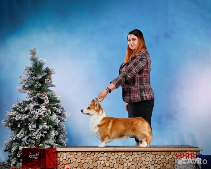 Профессиональный хендлер