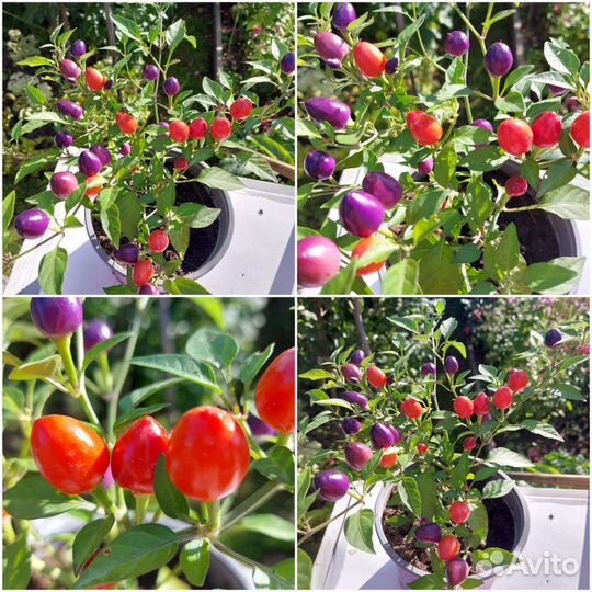 Острый перец комнатный