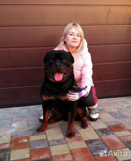 Щенки ротвейлера