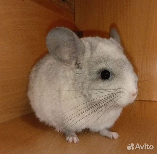 Шиншилла самочка