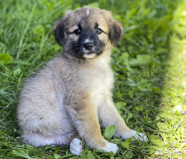 Лайма - щенок-девочка в дар