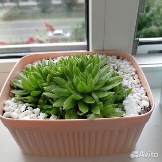 Монстера деликатесная, молодило каменная роза