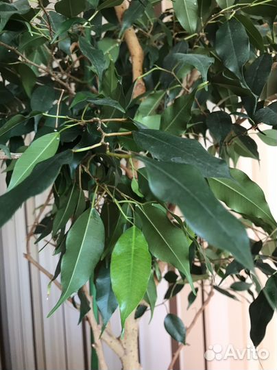 Фикус Бенджамина, большой